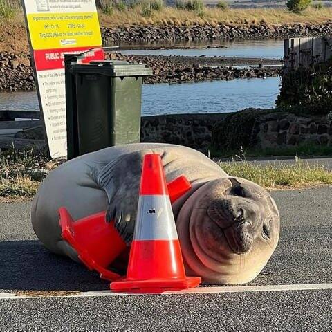 Neil the Seal in Tasmanien (Foto: Instagram/neiltheseal22)