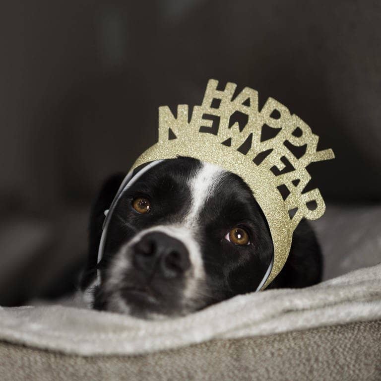 Ein scharzweißer Hundewelpe hat eine Krone auf dem Kopf mit der Aufschrift "Happy new year" (Foto: IMAGO, IMAGO / imagebroker)