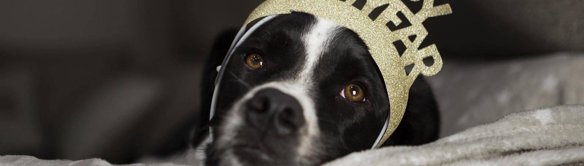 Ein scharzweißer Hundewelpe hat eine Krone auf dem Kopf mit der Aufschrift "Happy new year" (Foto: IMAGO, IMAGO / imagebroker)