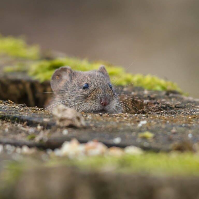 Eine graue Maus guckt aus einem Erdloch (Symbolbild) (Foto: IMAGO, IMAGO / Pond5 Images)