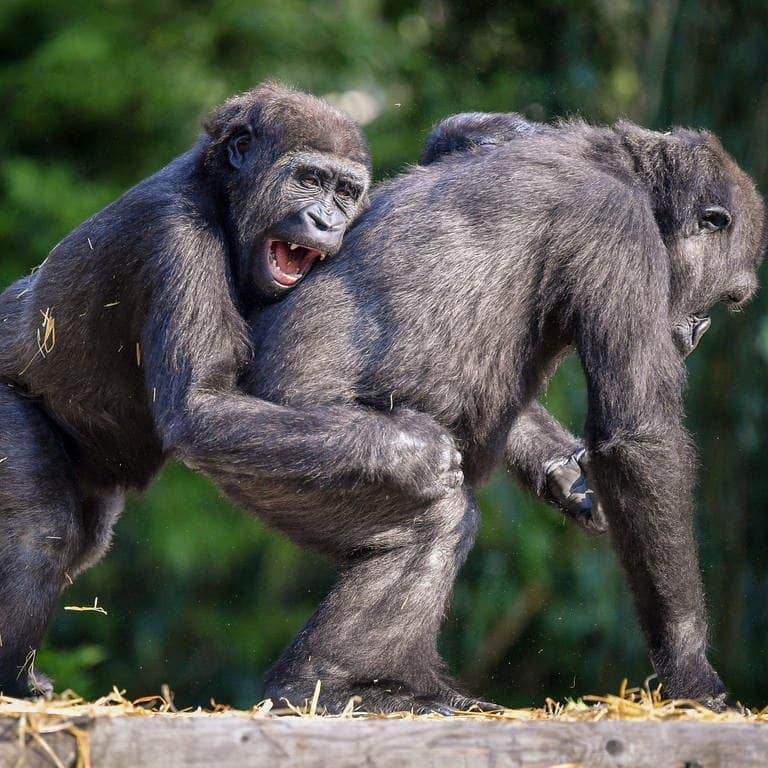 Zwei junge Gorillas spielen miteinander (Foto: dpa Bildfunk, picture alliance/dpa/Press Association | Ben Birchall)