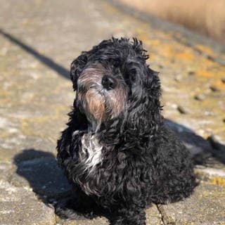 Das ist der kleine schwarz-lockige Hund Famke. Sie ist vor zwölf Tagen von einem Schiff in die Mosel gesprungen war und seither vermisst wurde, ist am Mittwoch von der Feuerwehr von einer Insel im Fluss gerettet worden. (Foto: dpa Bildfunk, Picture Alliance)