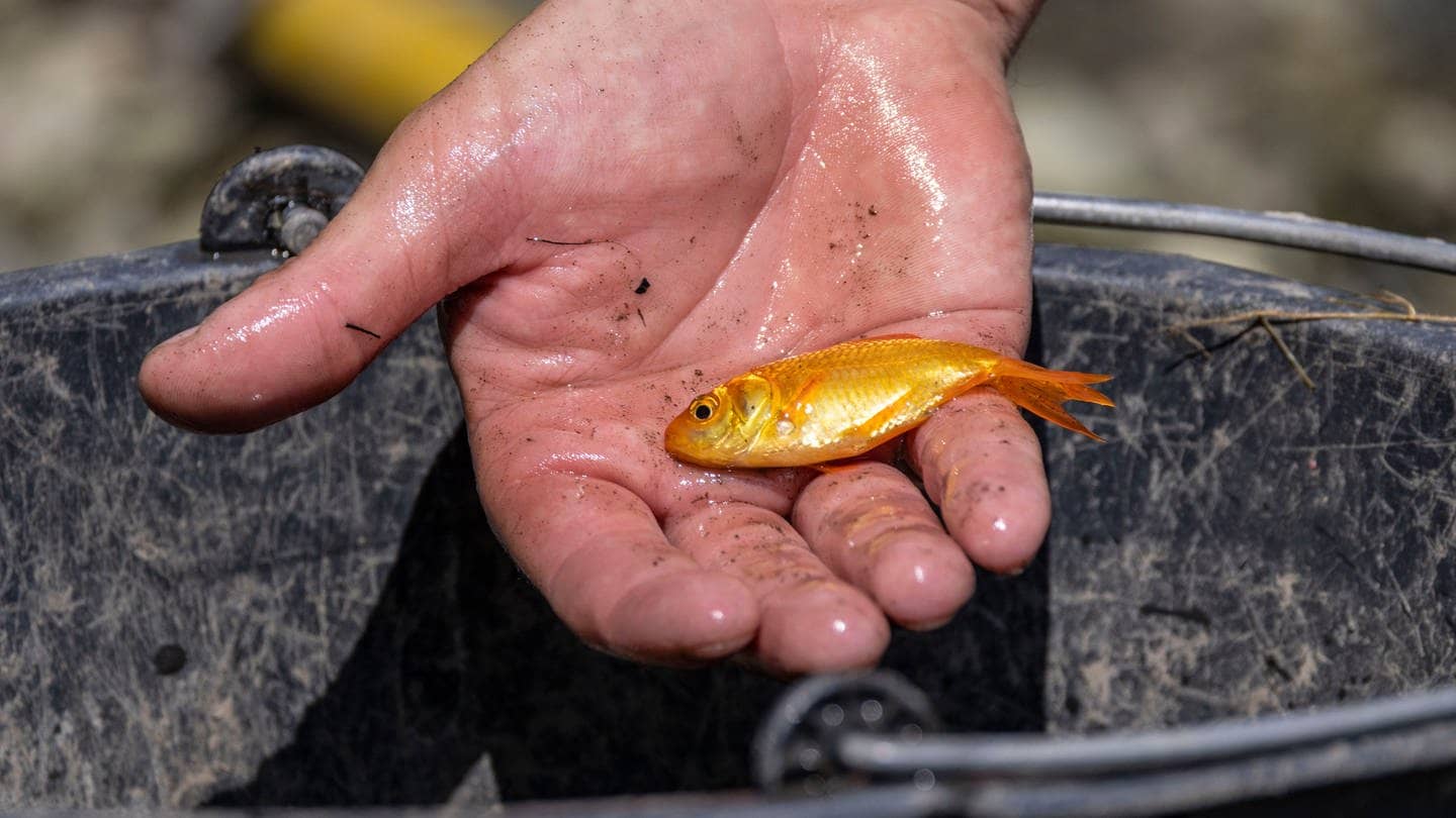 Archivbild: Ein kleiner Goldfisch liegt in einer Hand über einem Eimer. (Foto: dpa Bildfunk, picture alliance/dpa | Christoph Reichwein)