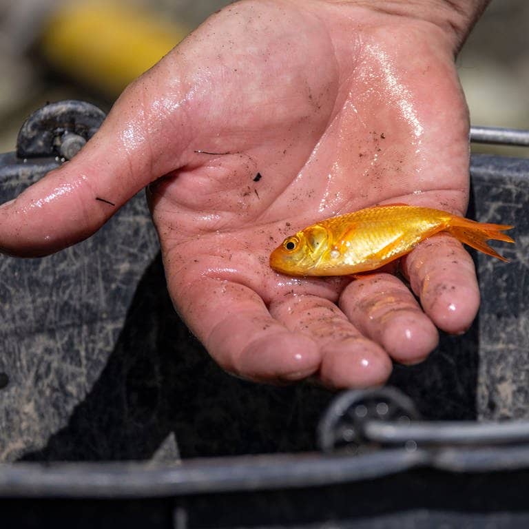 Archivbild: Ein kleiner Goldfisch liegt in einer Hand über einem Eimer.