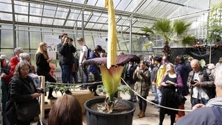 Eine Titanwurz im Botanischen Garten der Ruhr-Universität in Bochum (Foto: IMAGO, imago/biky) Eine Titanwurz im Botanischen Garten der Ruhr-Universität in Bochum