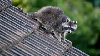 Ein Waschbär läuft über ein Hausdach.