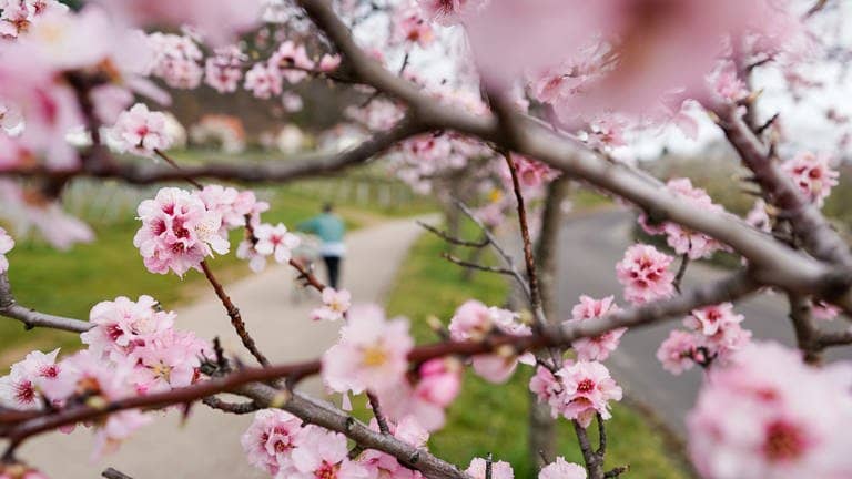 Der Frühling kommt mit rosa Blüten: in der Pfalz blühen die Mandelbäume