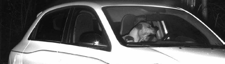 Blitzerfoto der Polizei: Ein Hund sitzt in einem Auto hinter dem Steuer (Foto: Polizei Bonn)