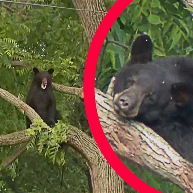 Sreenshot aus Video von CBS Evening News: Der junge Bär sitzt in einem Baum in Washington. Collage SWR