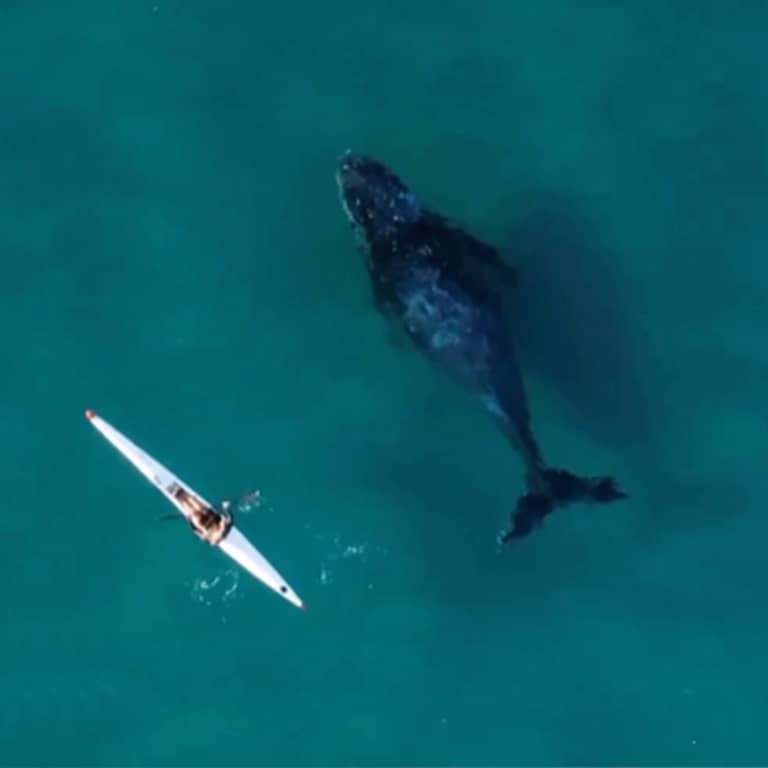 Drohenenaufnahme: Ein Buckelwal schwimmt neben einem Kajak
