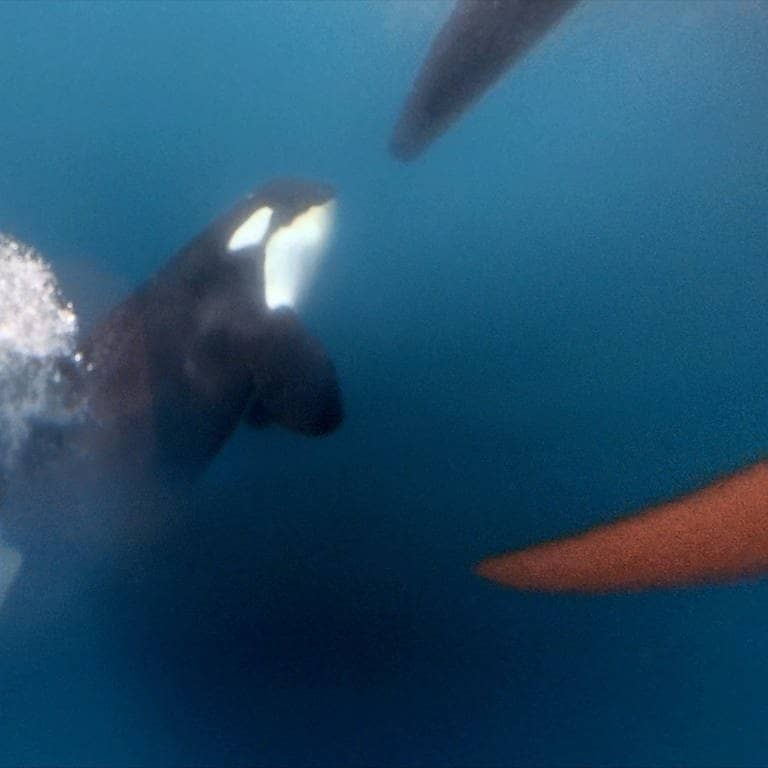 Ocean Race: Ein Orca zerstört das Rude eines der teilnehmenden Boote.