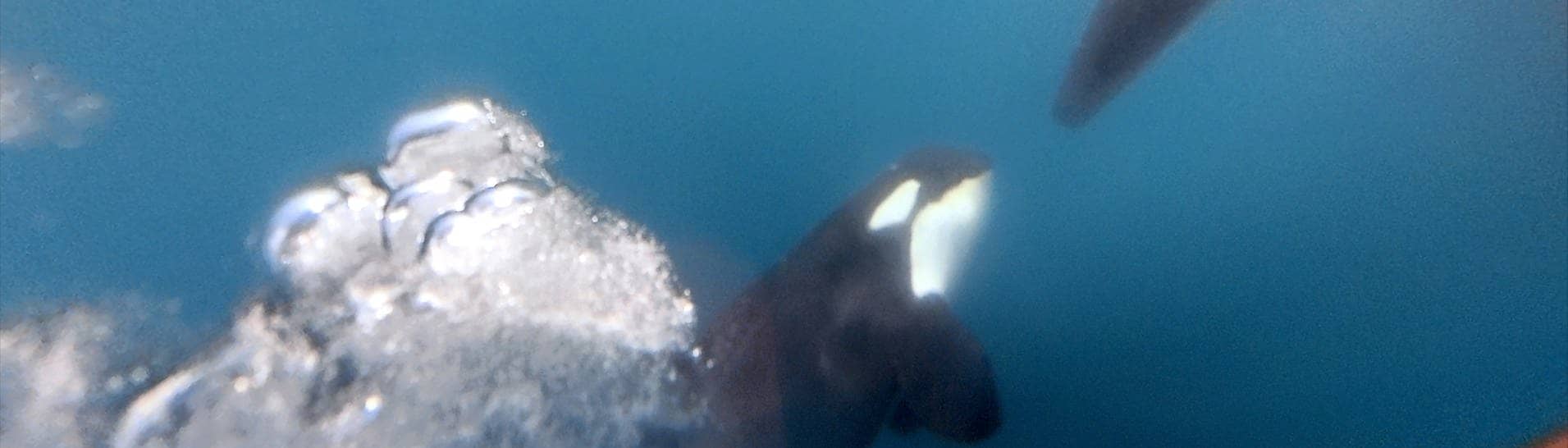 Ocean Race: Ein Orca zerstört das Rude eines der teilnehmenden Boote.