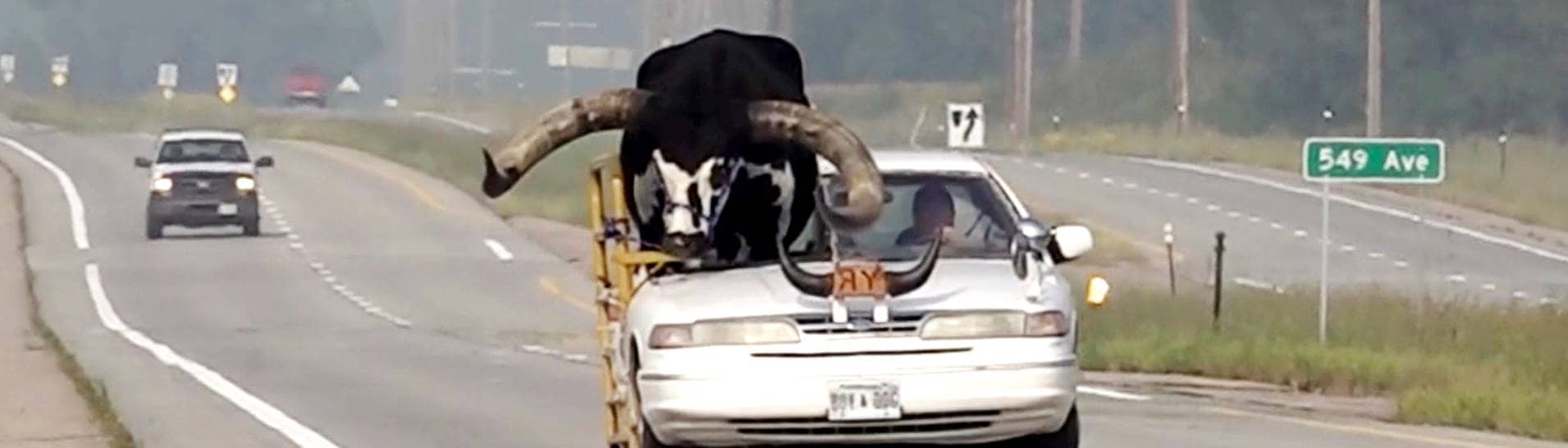 Ein Watussi-Bulle fährt auf dem Beifahrersitz eines Autos