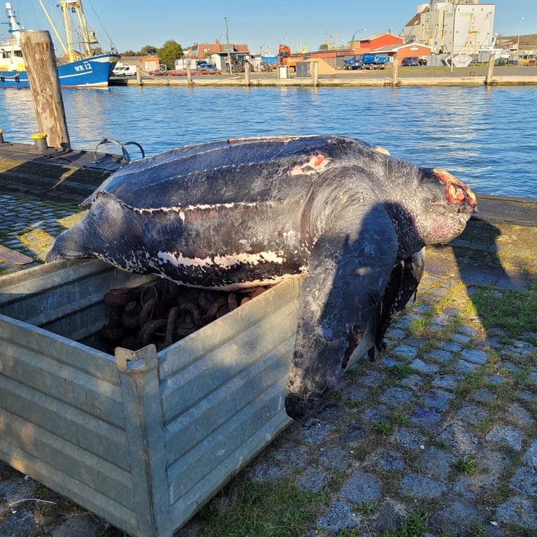 Eine verendete Lederschildkröte liegt auf einer Kiste im Hafen von Büsum. Die Besatzung des Tonnenlegers «Triton» hat am Montag eine verendete, mehrere Hundert Kilogramm schwere Lederschildkröte aus der Nordsee vor Schleswig-Holstein gezogen.
