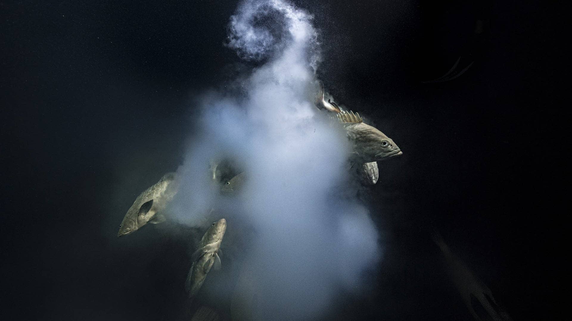 Dieses vom Natural History Museum of Creation zur Verfügung gestellte undatierte Foto des Fotografen Laurent Ballesta zeigt ein Trio getarnter Zackenbarsche beim Verlassen einer milchigen Wolke von Eiern und Spermien. 
