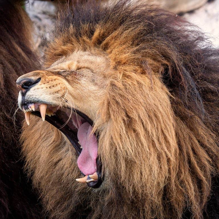 Ein gähnender Löwe (Symbolbild)