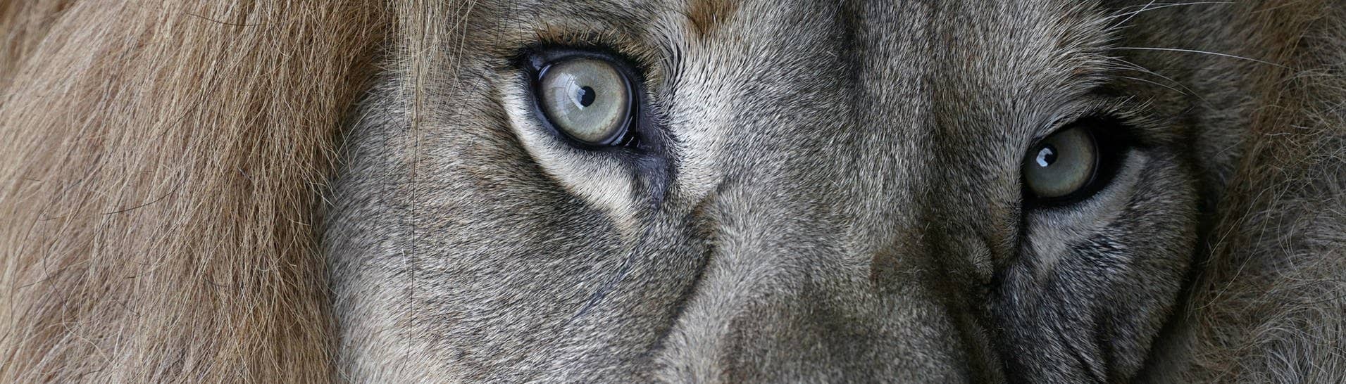 Löwe, der in die Kamera schaut (Symbolbild) (Foto: IMAGO, IMAGO/Panthermedia)