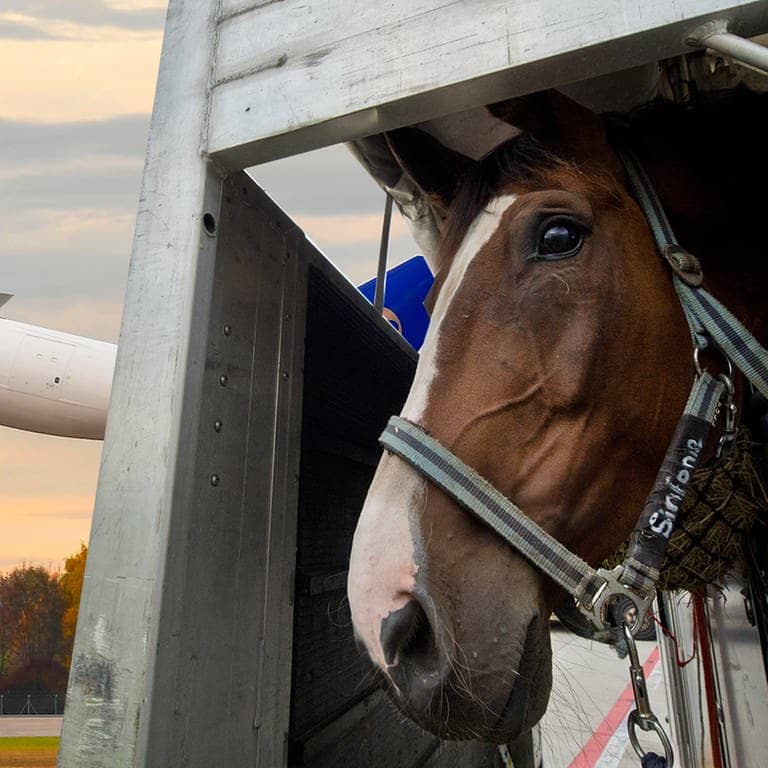 Ein Pferd guckt aus seiner Transportbox heraus, im Hintergrund fliegt ein Flugzeug der Fluggesellschaft Air Atlanta Icelandic. Montage: SWR (Foto: dpa Bildfunk, picture alliance / imageBROKER | Lex Rayto)