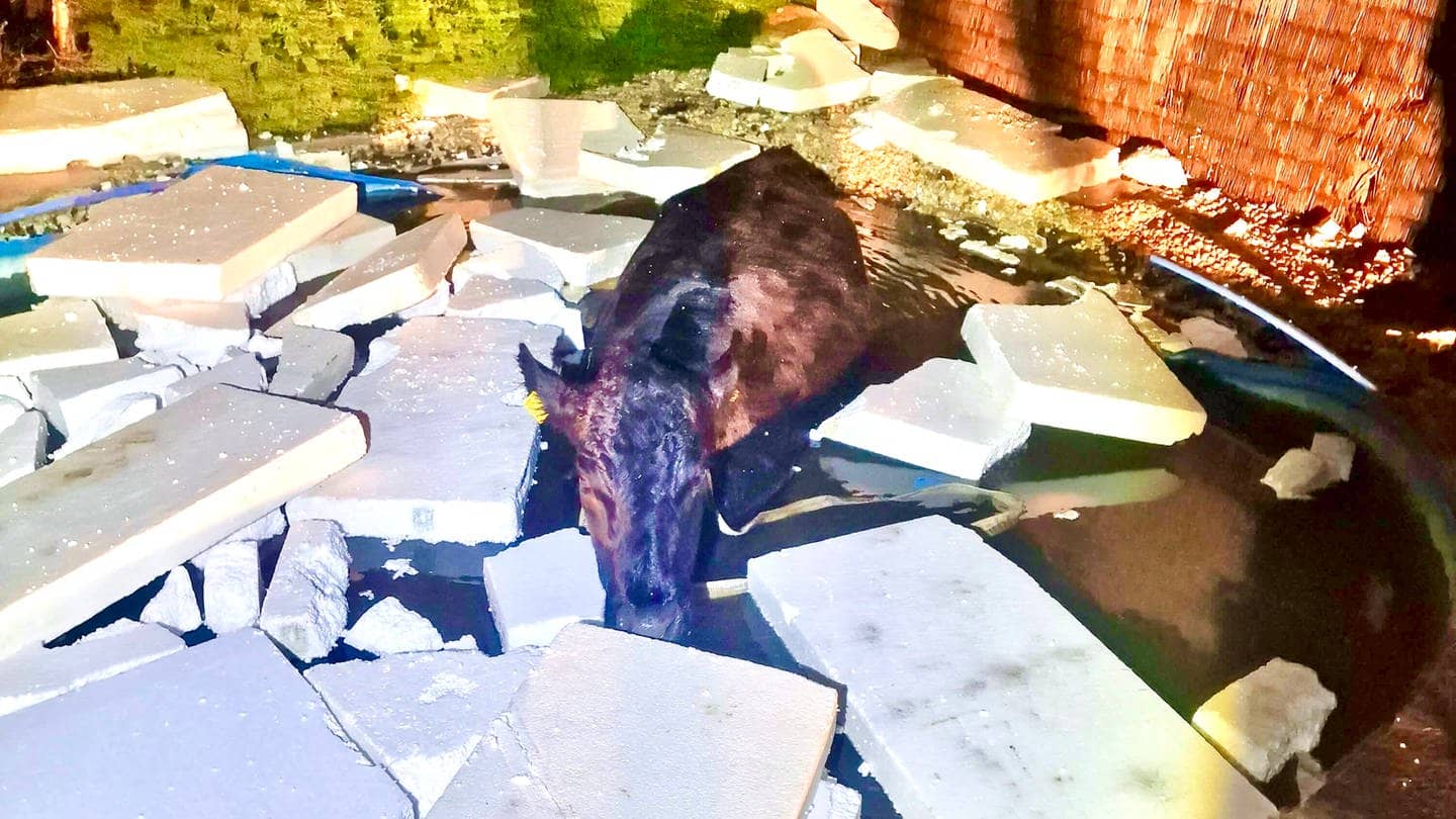 Eine Kuh ist in einen Pool gefallen