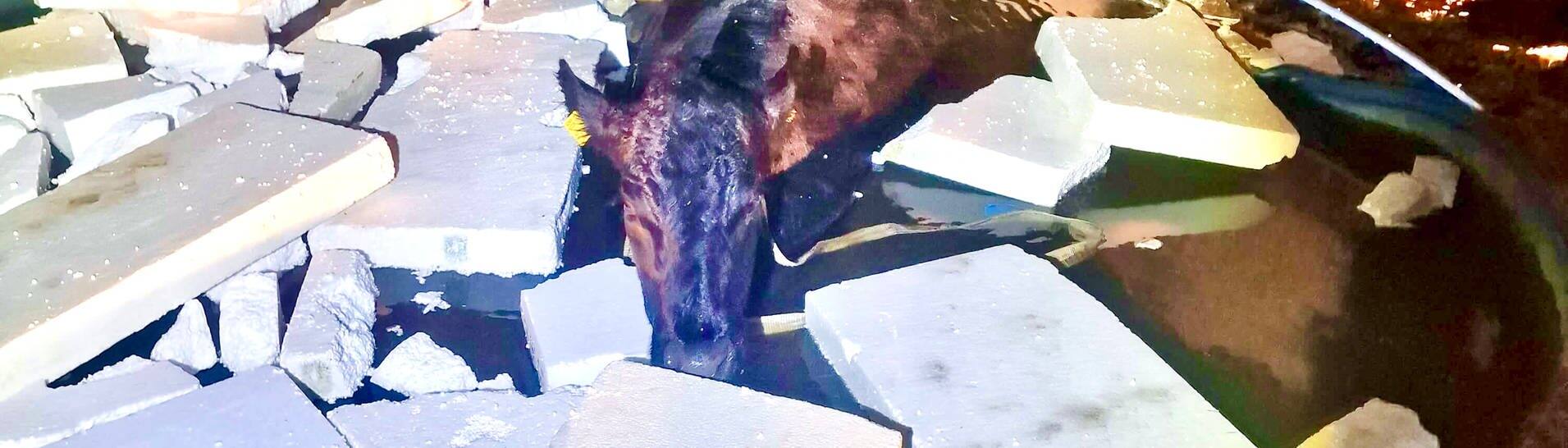 Eine Kuh ist in einen Pool gefallen (Foto: Pressestelle, Landespolizeiinspektion Jena)