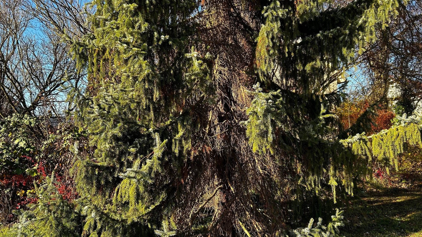 Der Weihnachtsbaum im Ulmer Stadtteil Wiblingen ist für einige Stadträte und Bürger zu hässlich und soll deswegen weg.