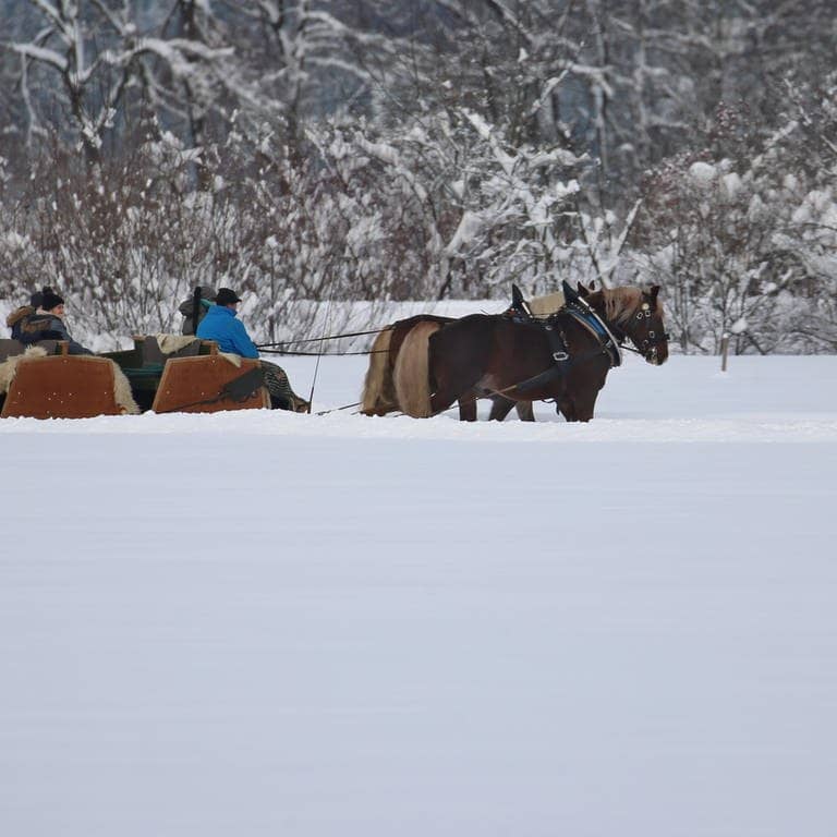 Symbolbild: Ausflügler lassen sich auf einem Pferdeschlitten durch die winterliche Landschaft ziehen. 