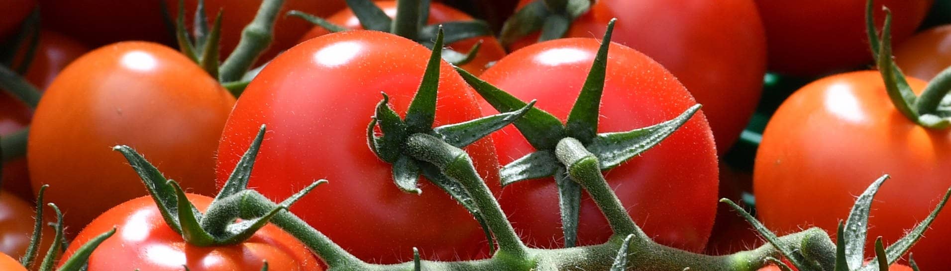 Tomaten in eine Gewächshaus – Eine Tomate auf der ISS war plötzlich einfach verschwunden. Daraufhin wurde Astronaut Frank Rubio verdächtigt, dass er sie heimlich gegessen hat. Jetzt ist sie wieder aufgetaucht. (Foto: dpa Bildfunk, picture alliance / dpa | Martin Schutt)