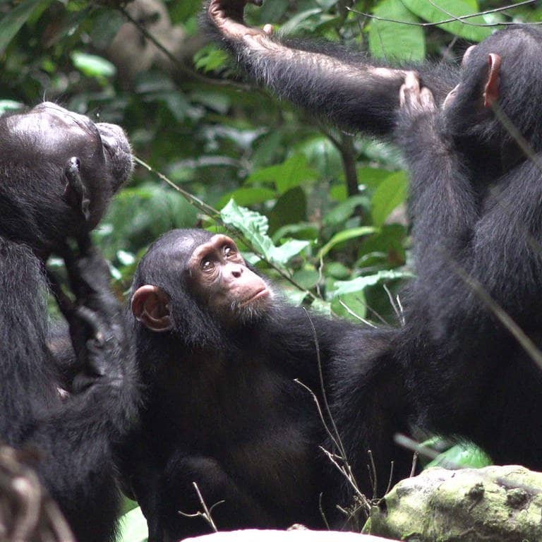 Schimpansen sitzen in Afrika zusammen (Foto: dpa Bildfunk, picture alliance/dpa/Ozouga chimpanzee project | Tobias Deschner)