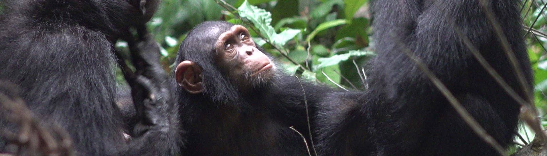 Schimpansen sitzen in Afrika zusammen