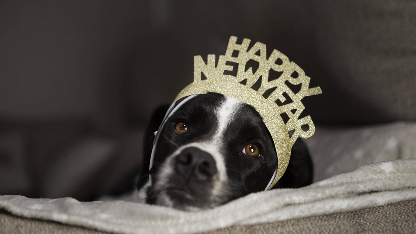 Ein scharzweißer Hundewelpe hat eine Krone auf dem Kopf mit der Aufschrift "Happy new year" (Foto: IMAGO, IMAGO / imagebroker)