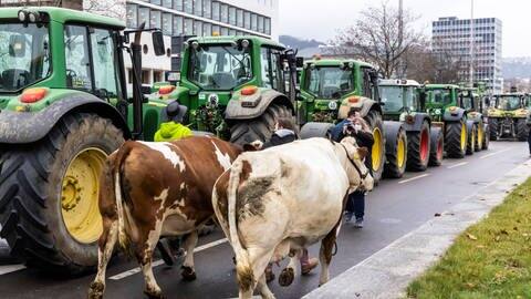 Protest gegen die Agrarpolitik. Zwei Kühe und rund 200 Landwirte mit ihren Traktoren demonstrieren in Stuttgart. 