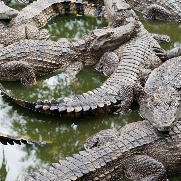 Symbolbild Krokodile (Foto: IMAGO, IMAGO / Panthermedia)