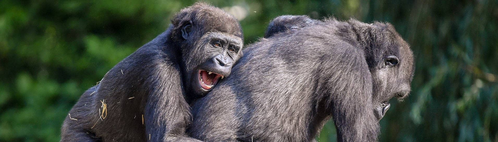 Zwei junge Gorillas spielen miteinander