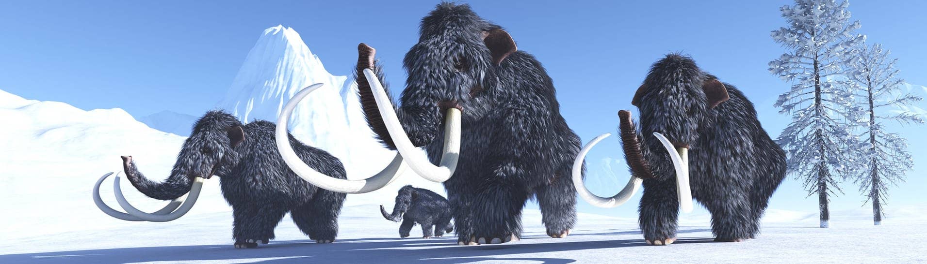 Grafik: Mammuts im Schnee. (Foto: IMAGO, IMAGO / Panthermedia)