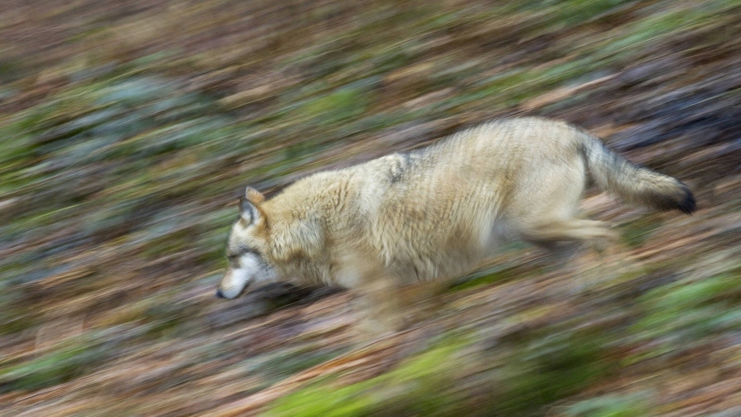 Ein Wolf im Bayerischen Wald. (Foto: IMAGO, IMAGO / imagebroker)