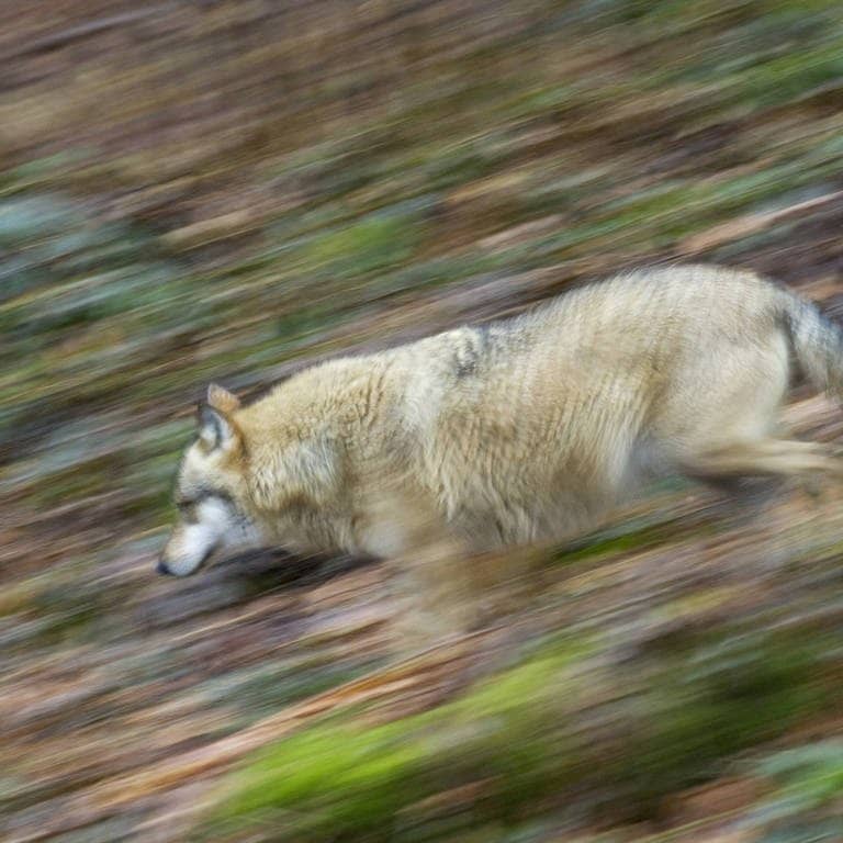 Ein Wolf im Bayerischen Wald.