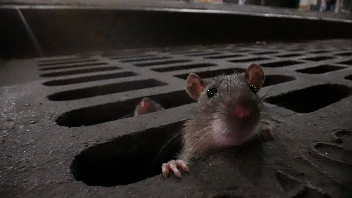 Eine braune Ratte zwängt sich durch eine schmale Öffnung im Abwasserkanal in einer Szene der Dokumentation «Das erstaunliche Leben der Ratten – Unterwegs in Rat City» (undatierte Filmszene).