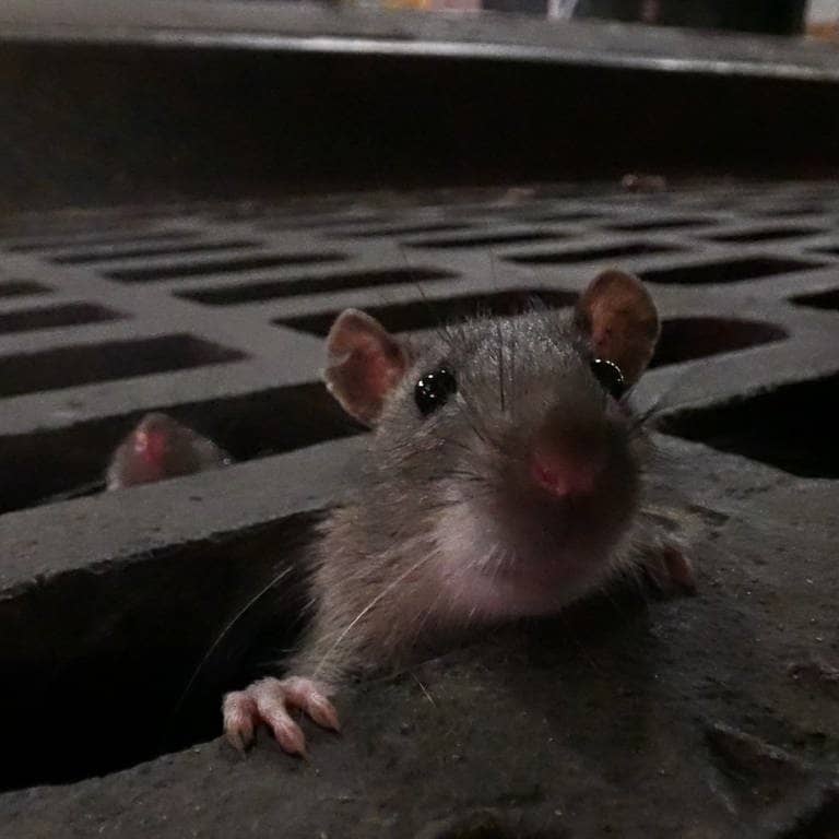 Eine braune Ratte zwängt sich durch eine schmale Öffnung im Abwasserkanal in einer Szene der Dokumentation «Das erstaunliche Leben der Ratten – Unterwegs in Rat City» (undatierte Filmszene). (Foto: dpa Bildfunk, picture alliance/dpa/3sat | Jeff Morales)