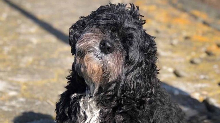 Das ist der kleine schwarz-lockige Hund Famke. Sie ist vor zwölf Tagen von einem Schiff in die Mosel gesprungen war und seither vermisst wurde, ist am Mittwoch von der Feuerwehr von einer Insel im Fluss gerettet worden. (Foto: dpa Bildfunk, Picture Alliance)