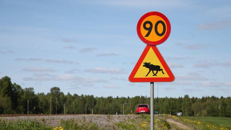 Ein Schild warnt Autofahrer in Schweden vor Elchen. (Foto: dpa Bildfunk, picture alliance/dpa | Steffen Trumpf)