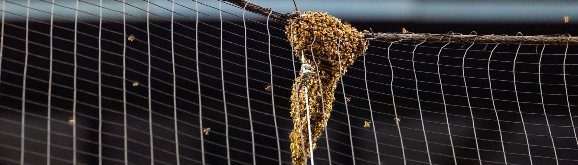 Ein Bienenschwarm hängt auf einer Leine eines Sicherheitsnetztes auf dem Baseballfeld der Arizona Diamondbacks beim Spiel gegen die LA Dodgers.