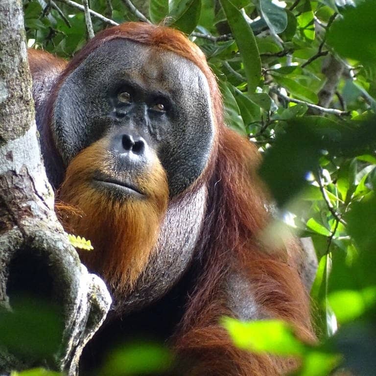 Wilder Orang-Utan sitzt in einem Baum (Foto: dpa Bildfunk, picture alliance/dpa/Max-Planck-Institut für Tierverhalten/SUAQ foundation | Safruddin)