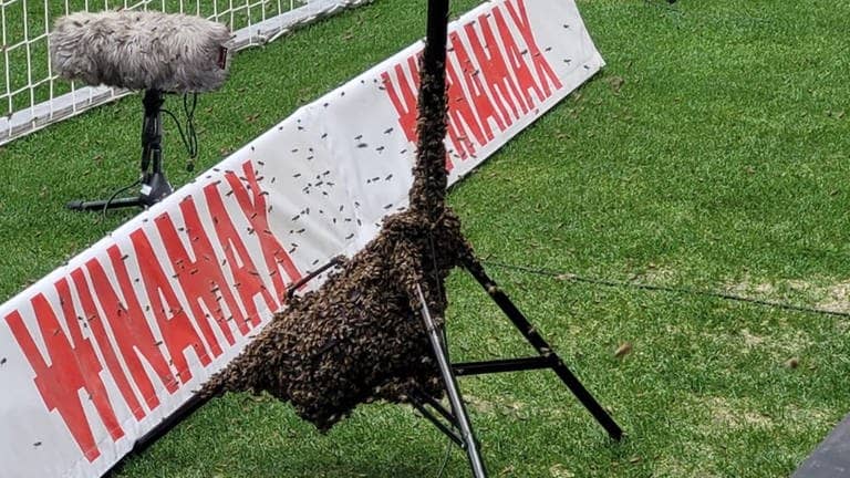Ein Bienenschwarm hat sich in der MHP-Arena an einem Stativ festgesetzt.