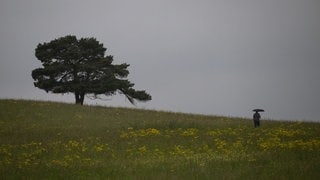 Eine Person läuft mit einem Regenschirm über eine gelb blühende Wiese in Baden-Württemberg, auf der ein Baum steht. 