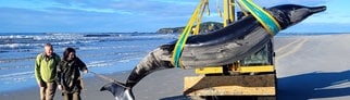 Ein toter Bahamonde-Schnabelwal, der in Neuseeland an einem Strand in der Region Otago an Land gespült wurde, wird von einem Bagger weggebracht.