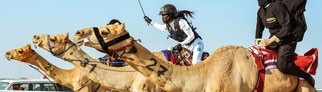 Jockeys treten im Frauenrennen des 6. Kronprinzen-Kamel-Festivals an – Linda Krockenberger aus Baden-Württemberg hilft Frauen in Saudi-Arabien den Kamelrennsport zu erobern 