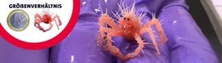 Eine rosa Baby-Krabbe mit vielen kleinen Stacheln. Die kleine Königskrabbe wurde im Golf von Mexiko aus Versehen eingefangen.