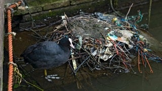 Ein Blässhuhn steht vor einem Nest aus Plastikmüll. (Foto: IMAGO, IMAGO/Avalon.red) Ein Blässhuhn steht vor einem Nest aus Plastikmüll.