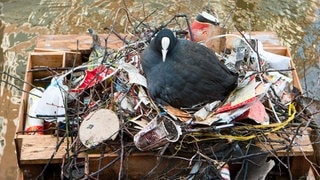 Ein Blässhuhn sitzt auf einem Nest aus Plastikmüll in Amsterdam. (Foto: IMAGO, imago images/imagebroker) Ein Blässhuhn sitzt auf einem Nest aus Plastikmüll in Amsterdam.