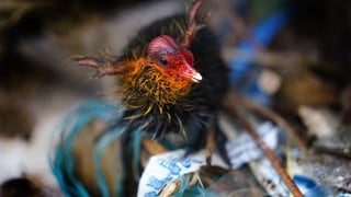 Ein junges Blässhuhnküken steht in einem Nest aus Plastikmüllresten. (Foto: dpa Bildfunk, picture alliance/dpa/PA Wire | Victoria Jones) Ein junges Blässhuhnküken steht in einem Nest aus Plastikmüllresten.